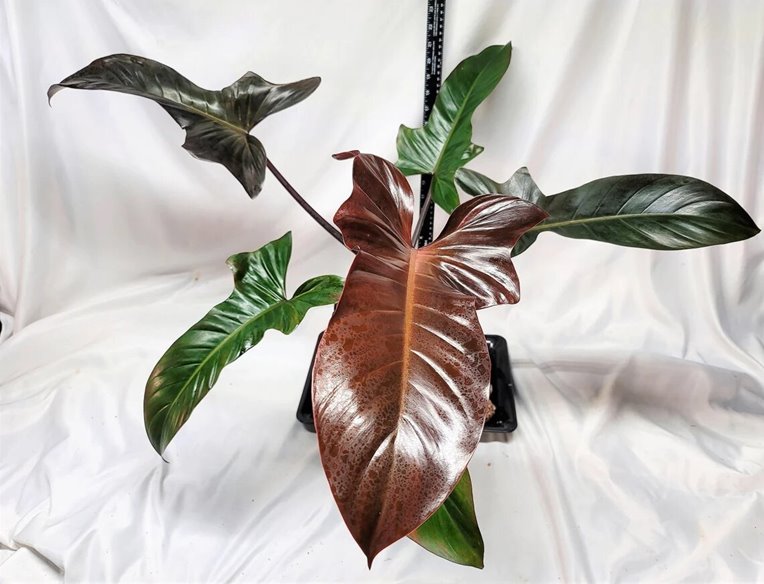 Philodendron Florida Bronze