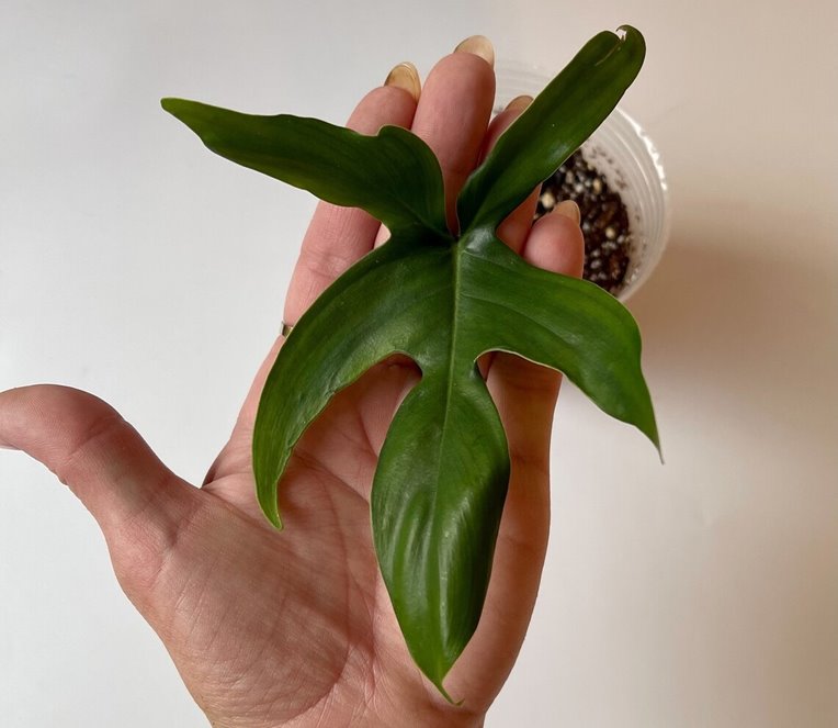 Philodendron Florida Compacta Plant