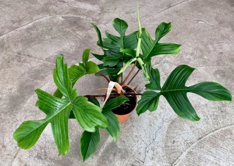 Philodendron Florida, Florida Bronze, Compacta