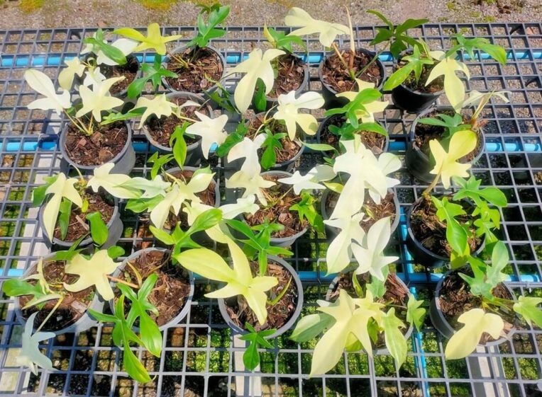 Philodendron panduriforme care vs. bipennifolium Homes Pursuit