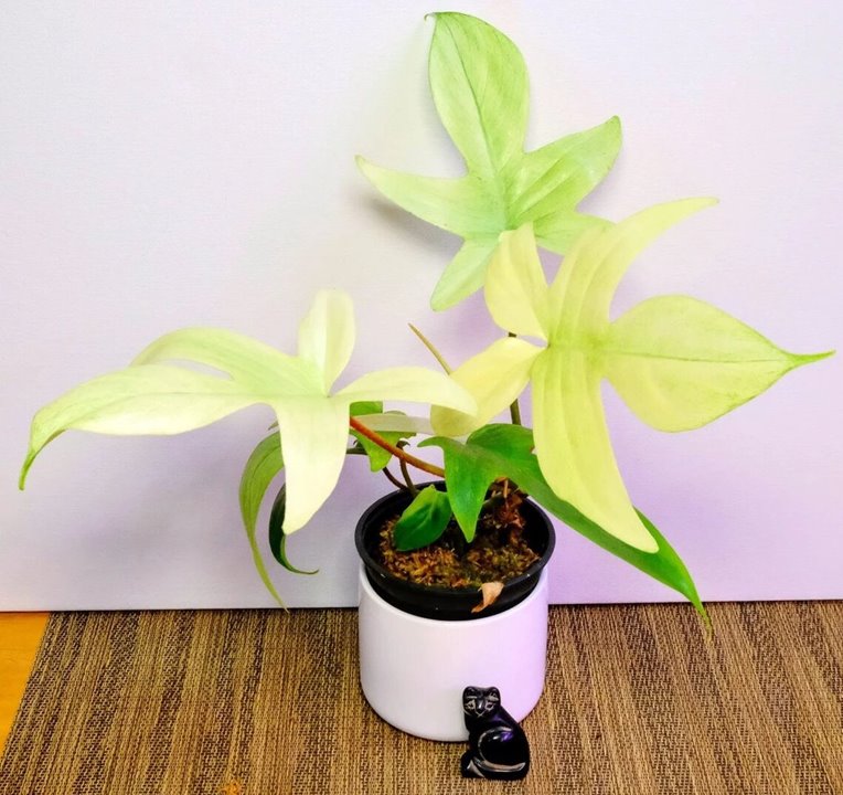 Philodendron Florida Ghost Care, Propagation, for Sale