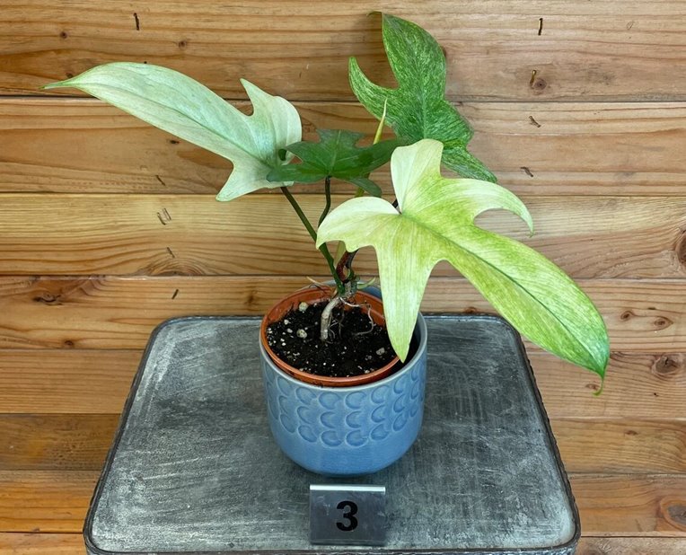 Philodendron Florida Ghost Mint