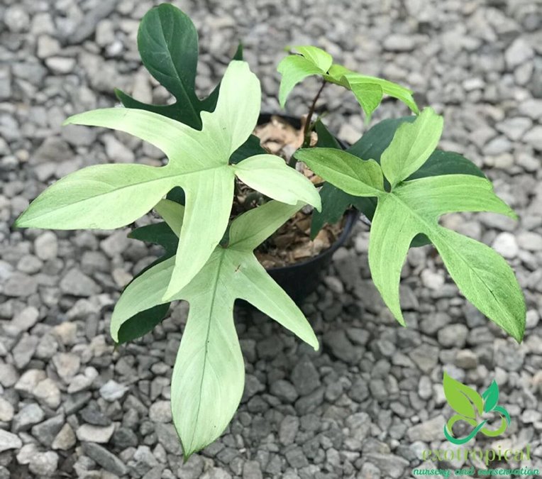 Philodendron Florida Ghost