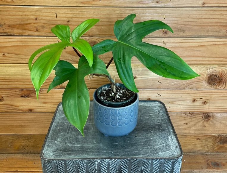 Philodendron Florida Green