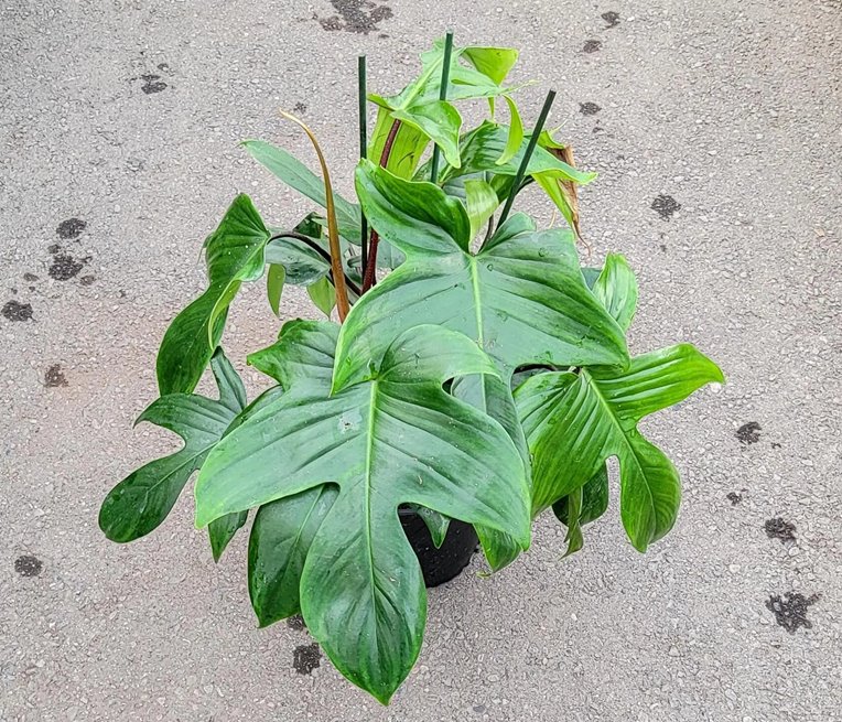 Philodendron Florida 'Rudolph'