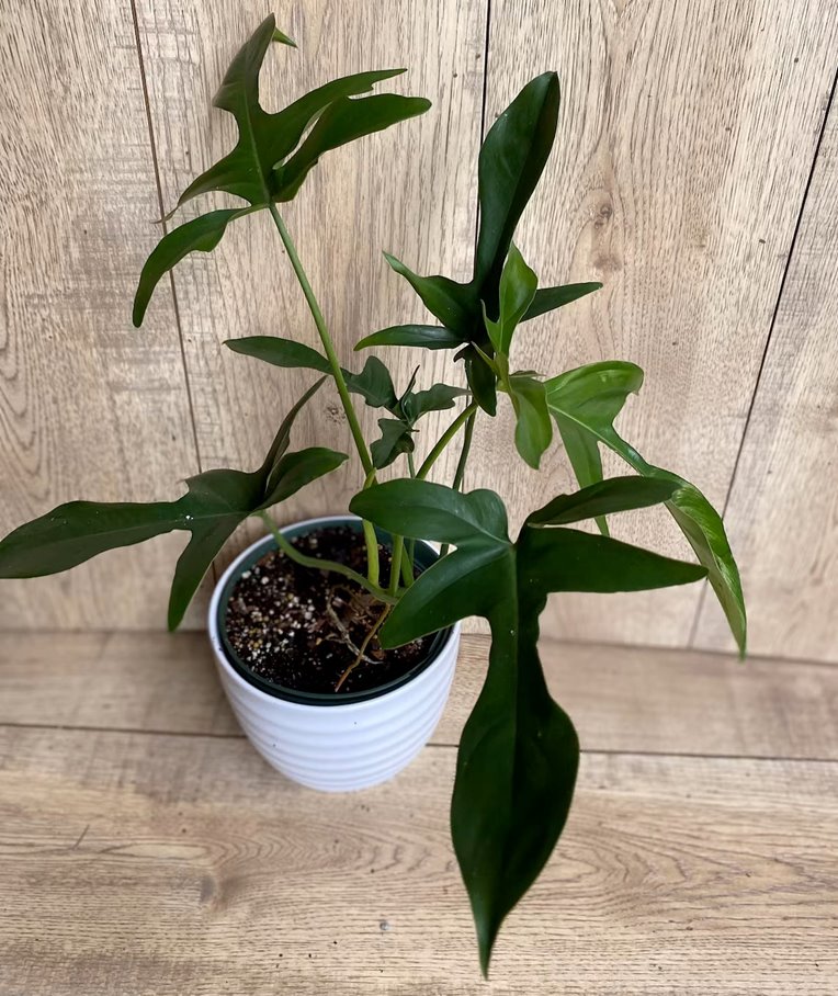 Philodendron Glad Hands Care, Variegated, for Sale