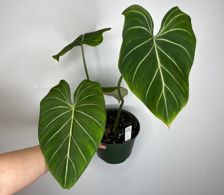 Philodendron Gloriosum