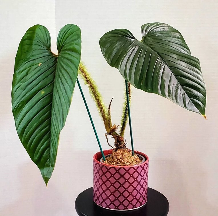 Philodendron Serpens