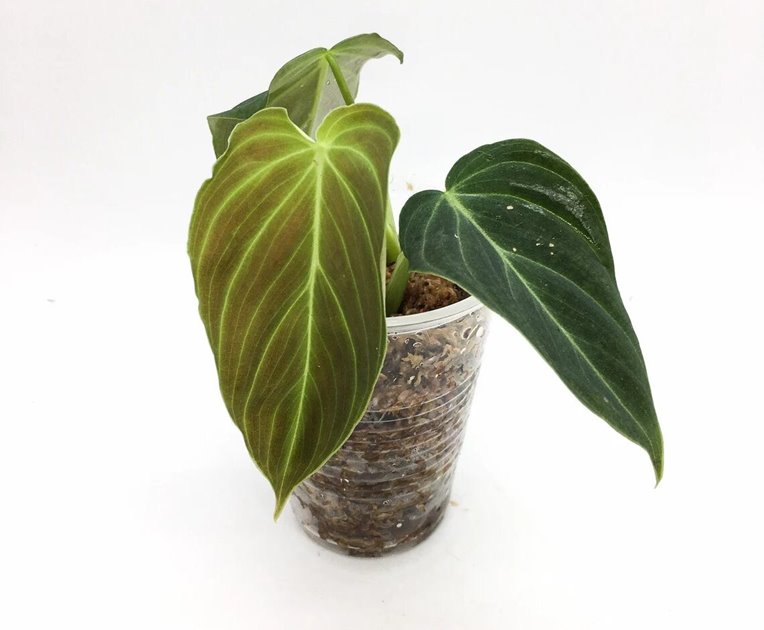 Philodendron Splendid (Philodendron verrucosum x melanochrysum) Care for sale