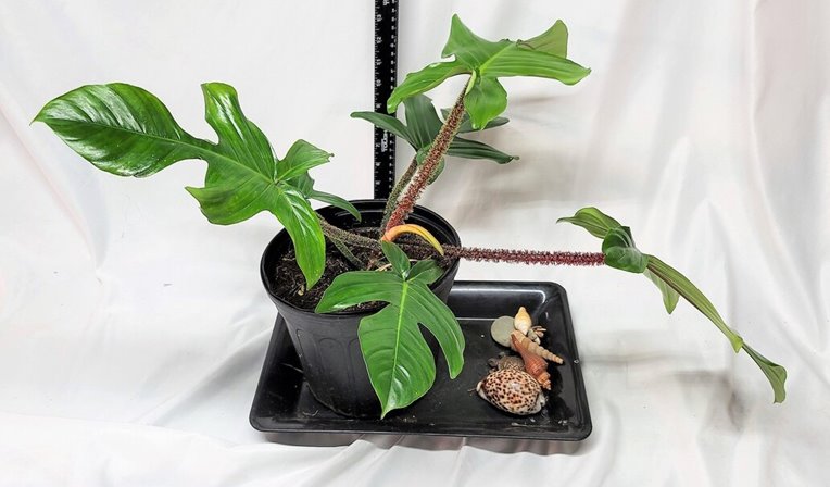 Philodendron Squamiferum