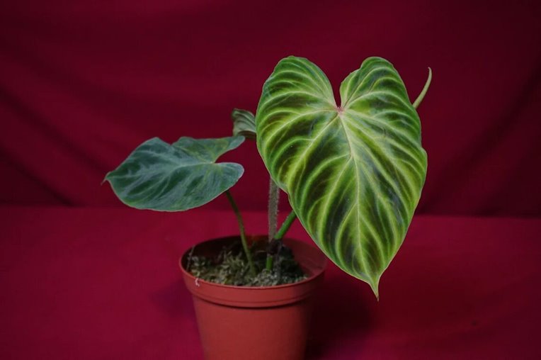 Philodendron Verrucosum Red Back