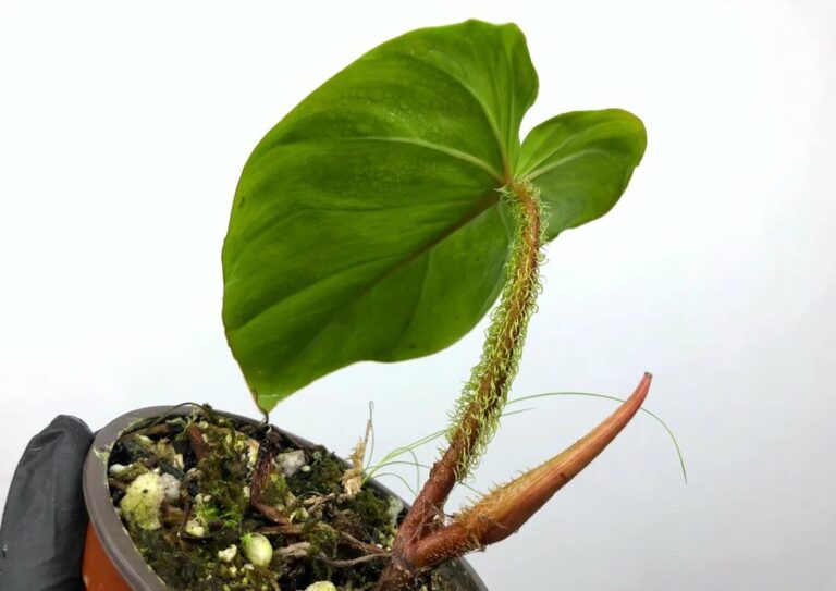 Philodendron fibrosum Care and for sale
