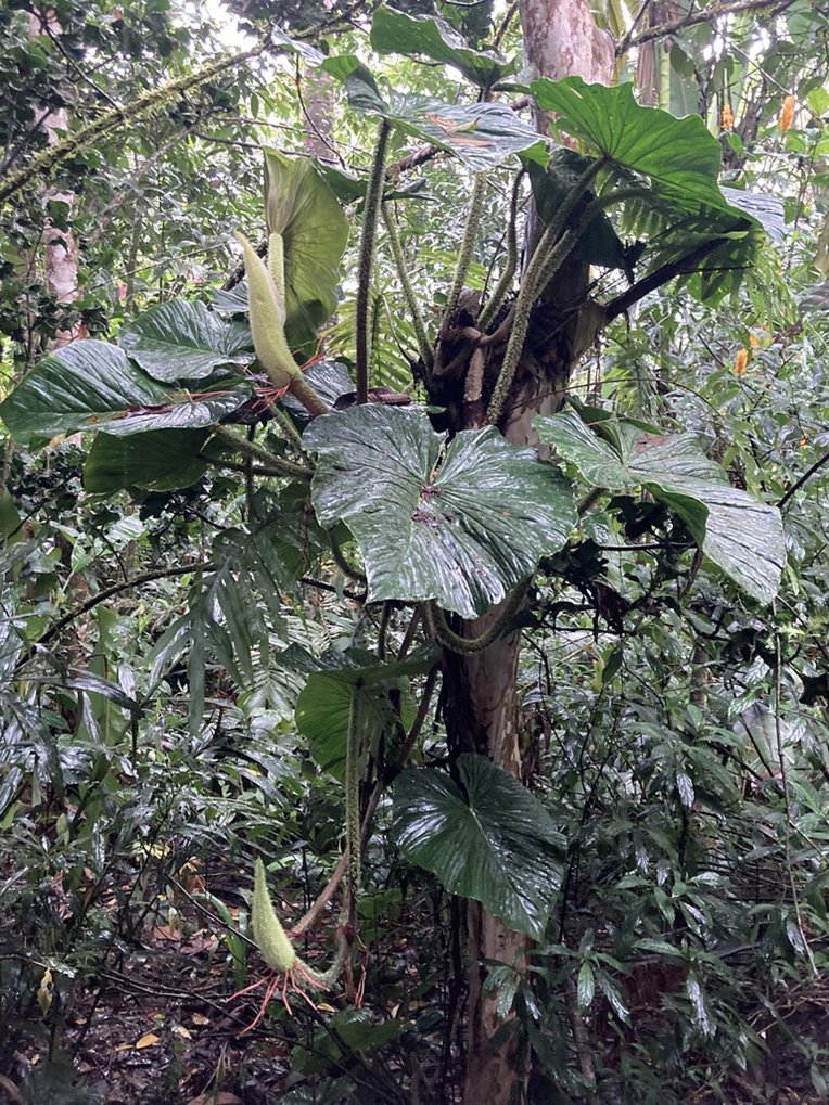 Philodendron fibrosum in the wild