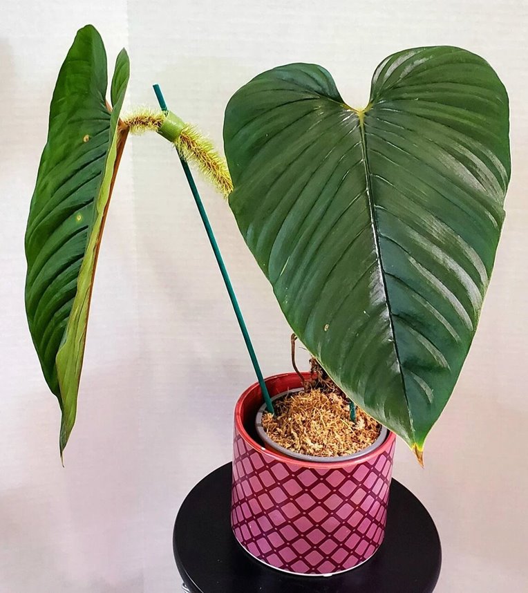 Philodendron serpens