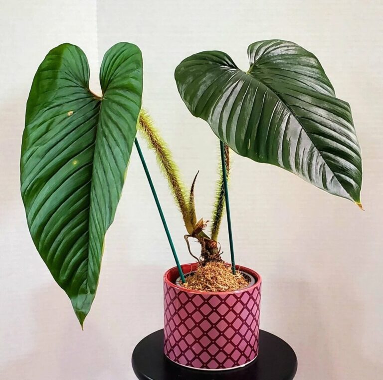 Philodendron serpens Care, for Sale , Prices