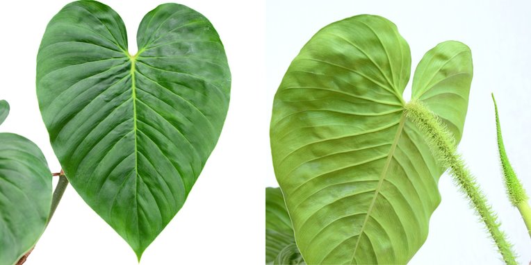 Philodendron serpens vs. verrucosum