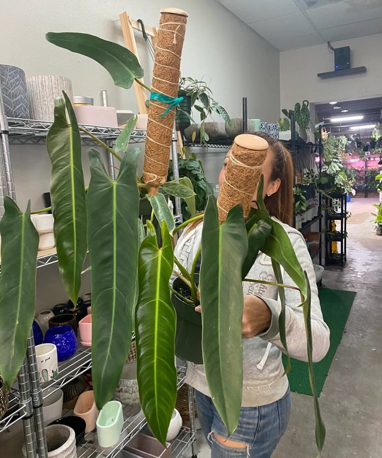 Philodendron spiritus-sancti Care, Price, for Sale large plant