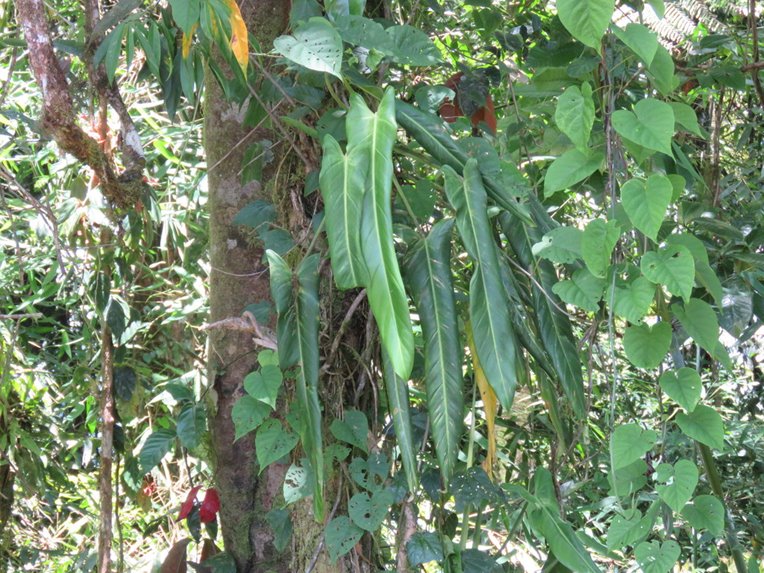 Philodendron spiritus sancti in the wild