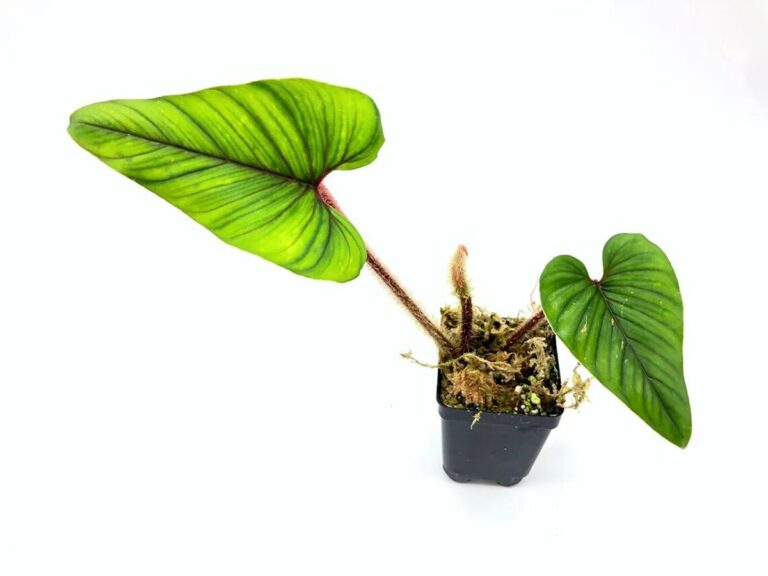 Philodendron squamicaule Care, vs. serpens and Where to Buy