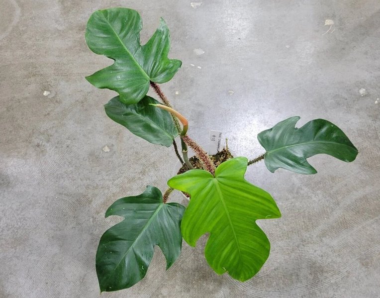 Philodendron squamiferum Care, Propagation, Prices for sale