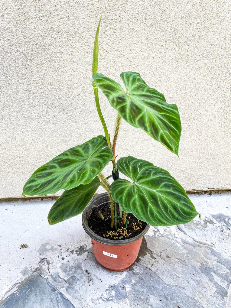 Philodendron verrucosum