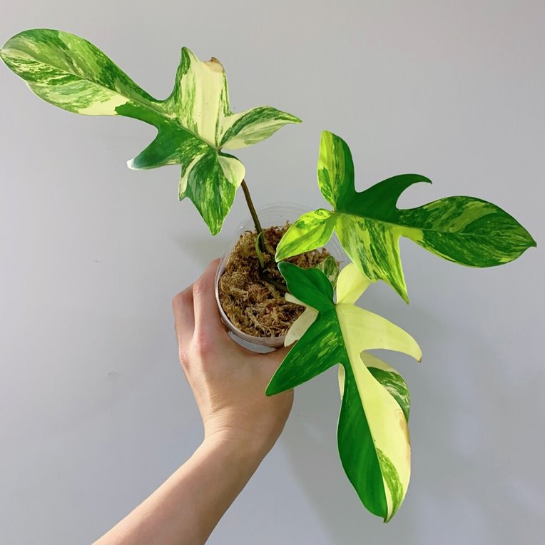 US seller Philodendron Florida Beauty