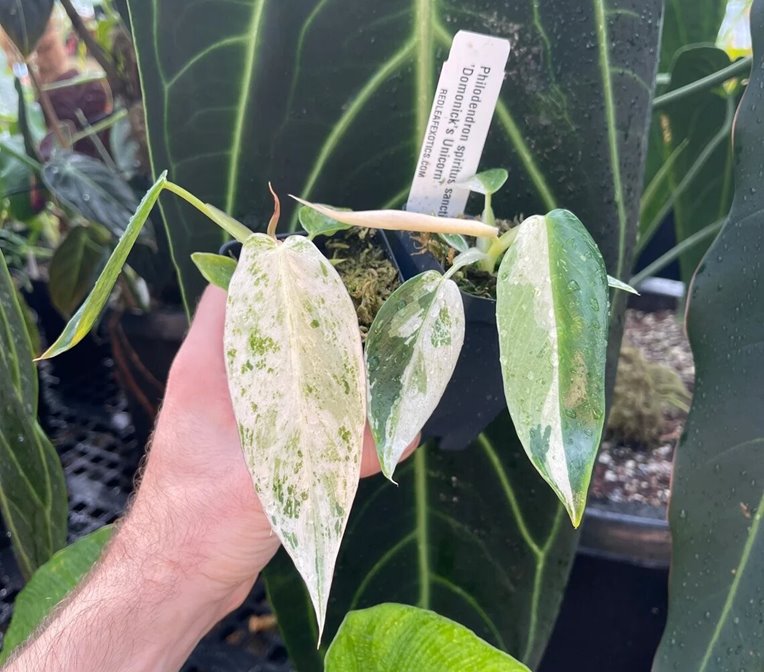 Variegated Philodendron spiritus-sancti