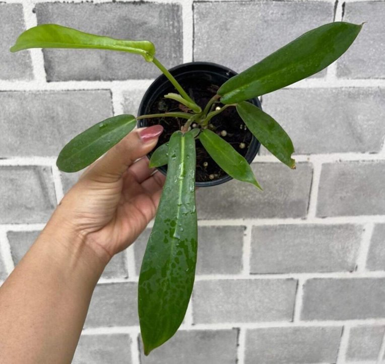 Baby P. joepii plant