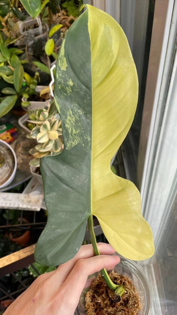 Half Moon Variegated Philodendron bipennifolium rooted stem cutting