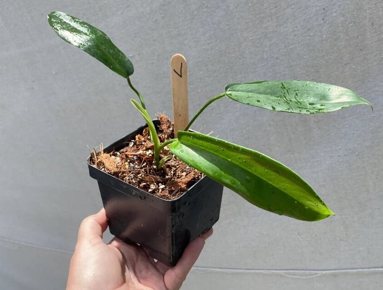 Jerry Horne Philodendron with baby leaves