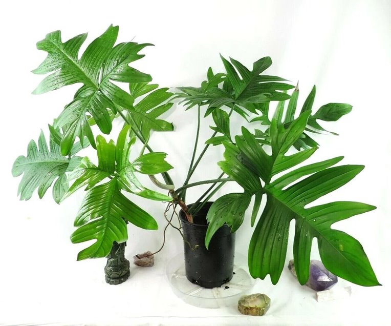 Mature Philodendron Pedatum