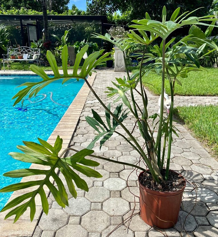 Mature Philodendron Tahiti with an inflorescence