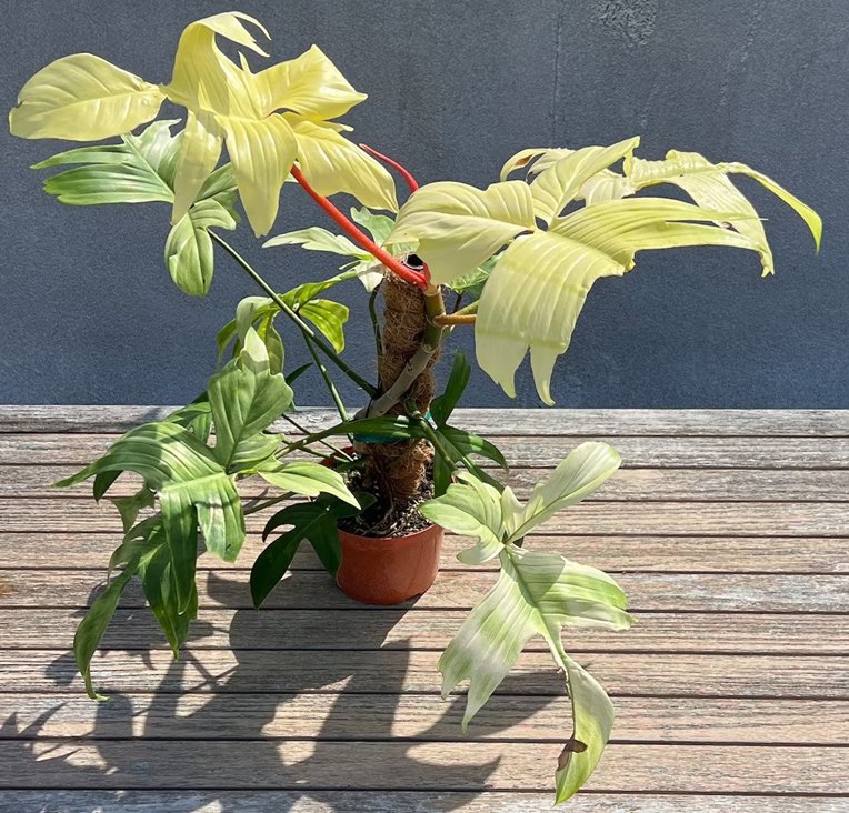 Mature x-Large Philodendron Florida Ghost