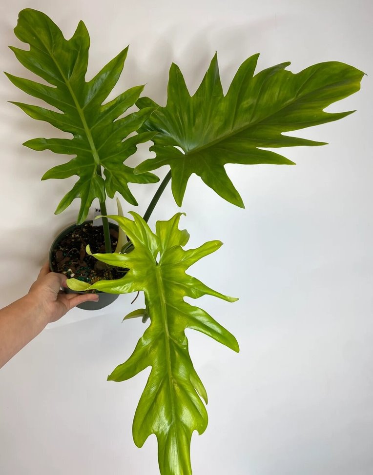 Philodendron Elegans