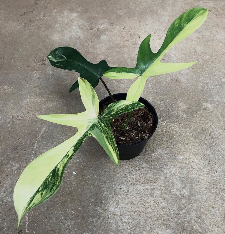 Philodendron Florida Beauty