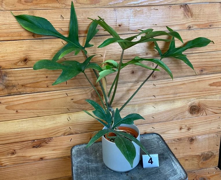 Philodendron Glad Hand