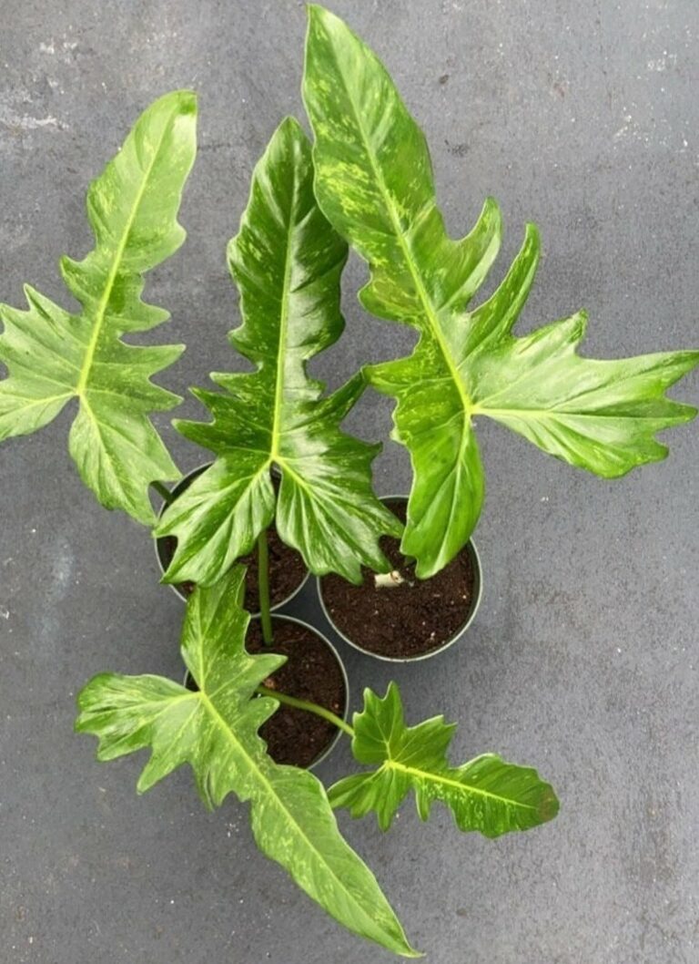 Philodendron Golden Dragon Care, Variegated, Prices and Where to Buy it