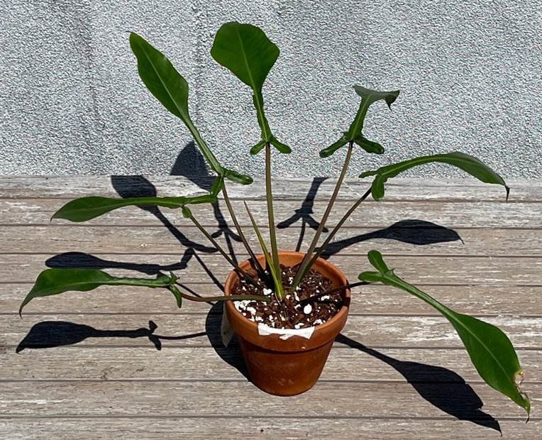 Philodendron Joepii