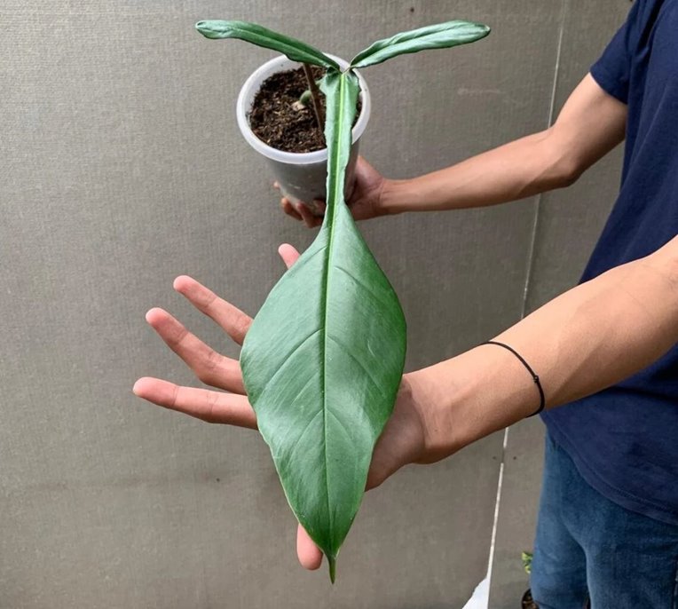 Philodendron Joepii cutting with mature leaves