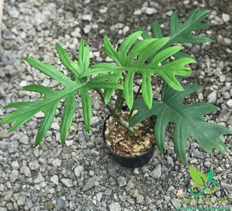 Philodendron mayoi