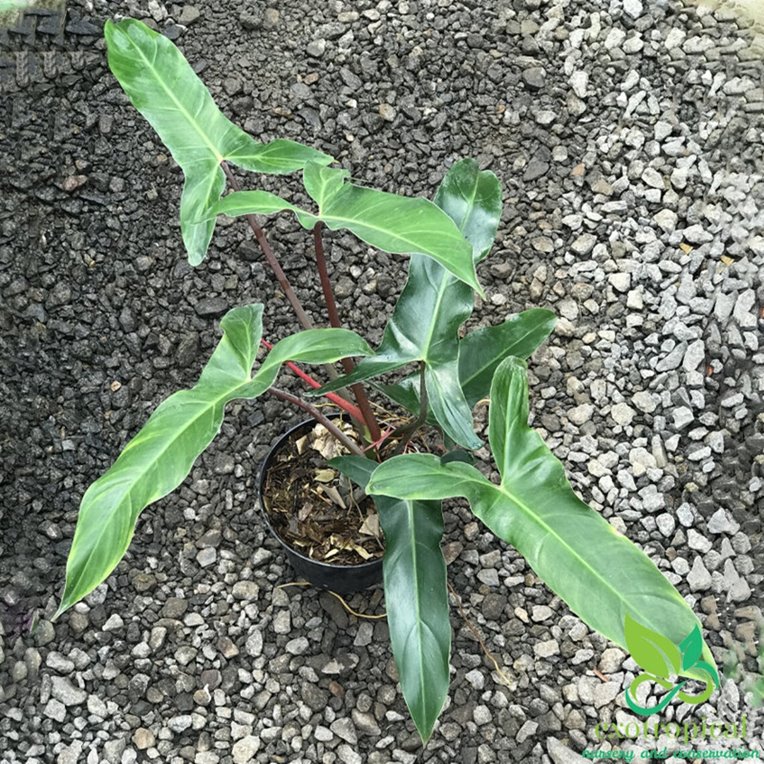 Philodendron Mexicanum