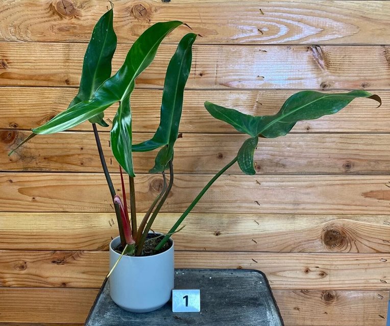 Philodendron Mexicanum