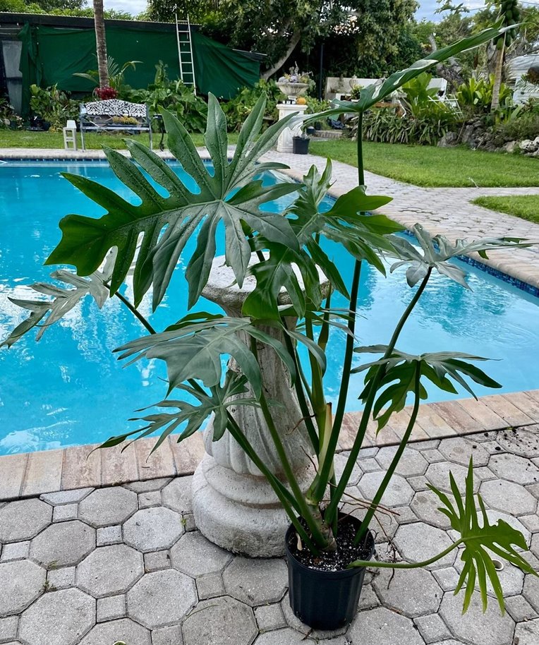 Philodendron radiatum