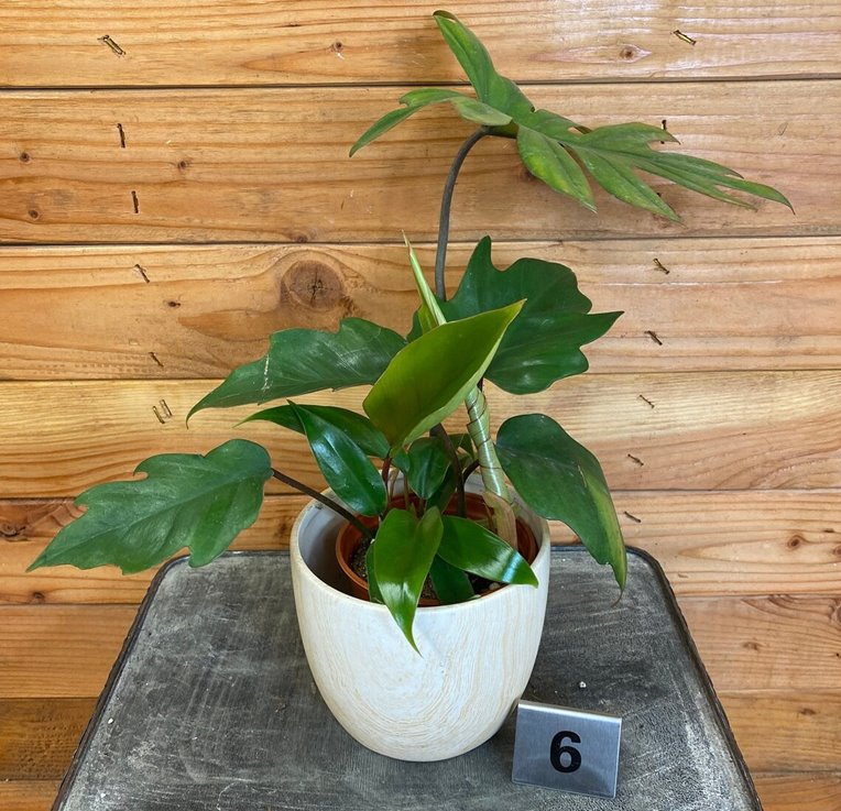 Philodendron Tahiti with baby leaves
