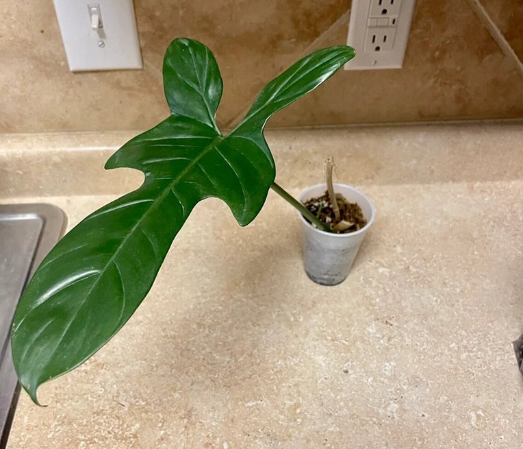 Philodendron bipennifolium Aurea, Variegated Care, and Prices