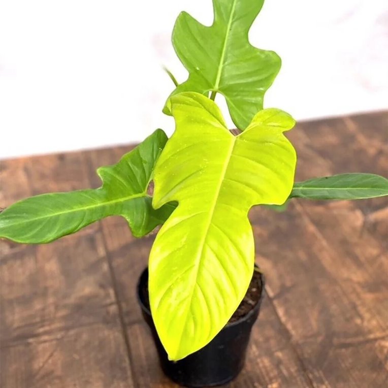 Philodendron bipennifolium aurea (gold violin Philodendron)