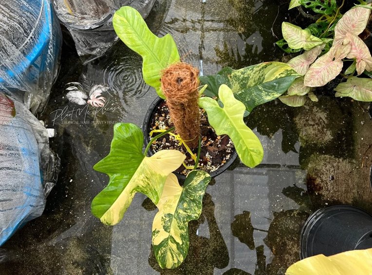 Philodendron bipennifolium variegated (violin Philodendron variegata