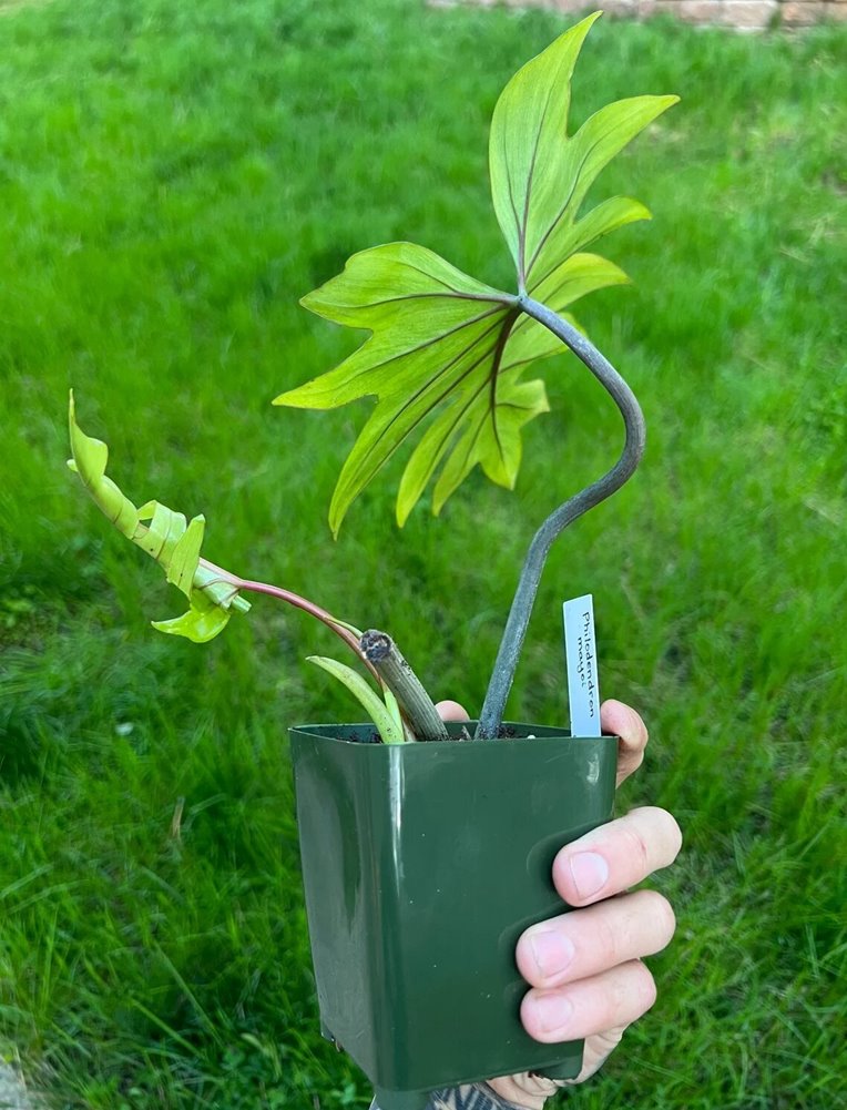 Philodendron mayoi