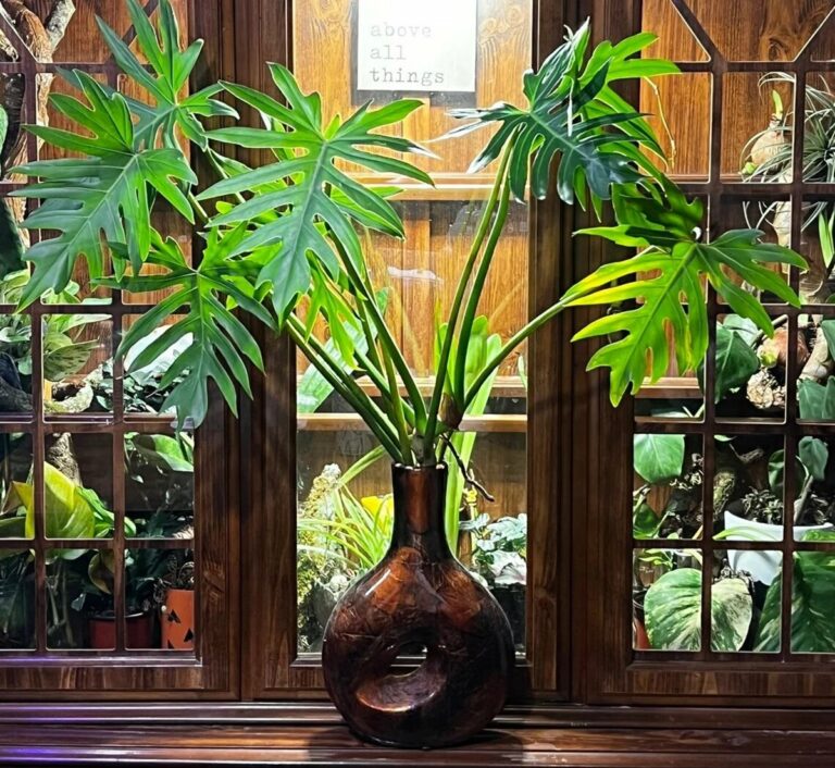 Philodendron mayoi Care, Propagation, and Where to Buy