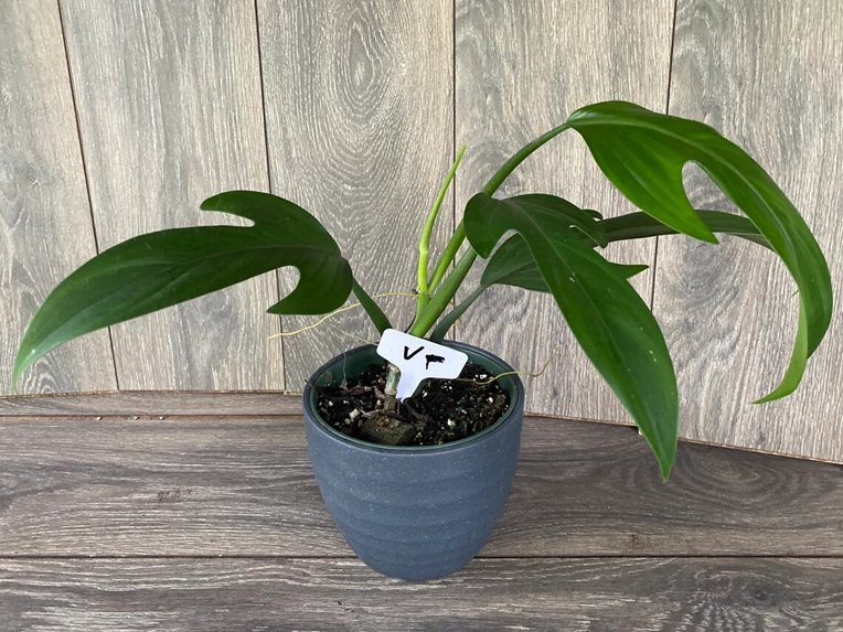 Philodendron panduriforme care vs. bipennifolium